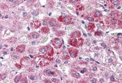Immunohistochemistry-Paraffin: Wnt-9a Antibody [NBP3-14524]